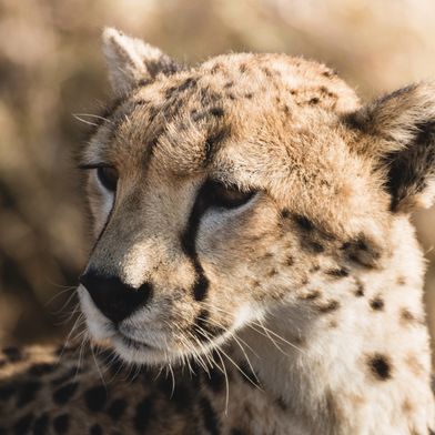 Cheetah Tanzania